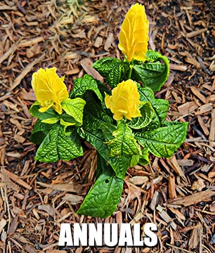 Native Texas Annuals