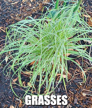 Texas grasses and turfs