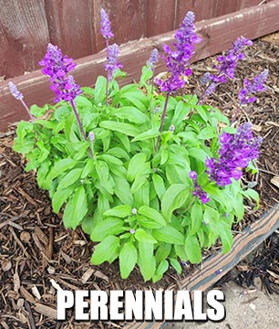 Native Texas Perennials