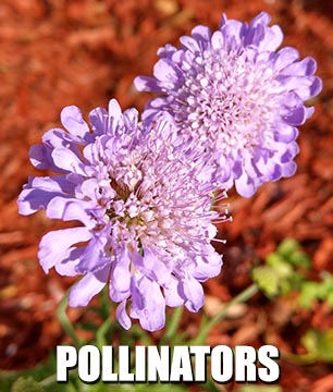 Texas Pollinator plants for bees, butterflies, and other pollinators