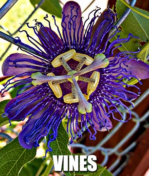 Texas Vines and Climbing Plants